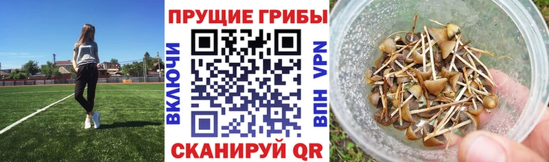 Купить где  Урень  Галлюциногенные грибы MAGIC MUSHROOMS 